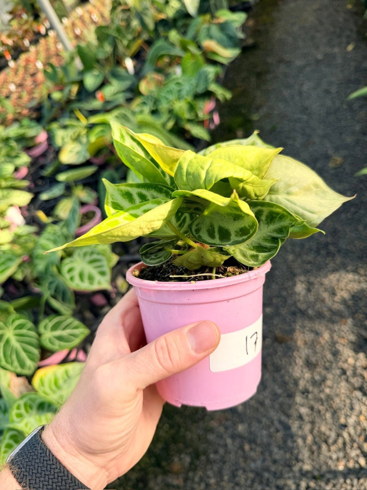 Handpicked 17 - Anthurium Crystallinum Dorayaki - Silver Blush | Uprooted
