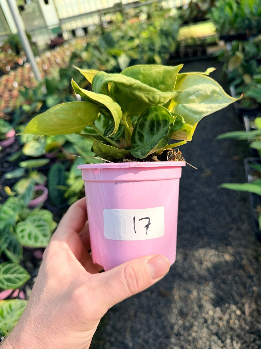 Handpicked 17 - Anthurium Crystallinum Dorayaki - Silver Blush | Uprooted