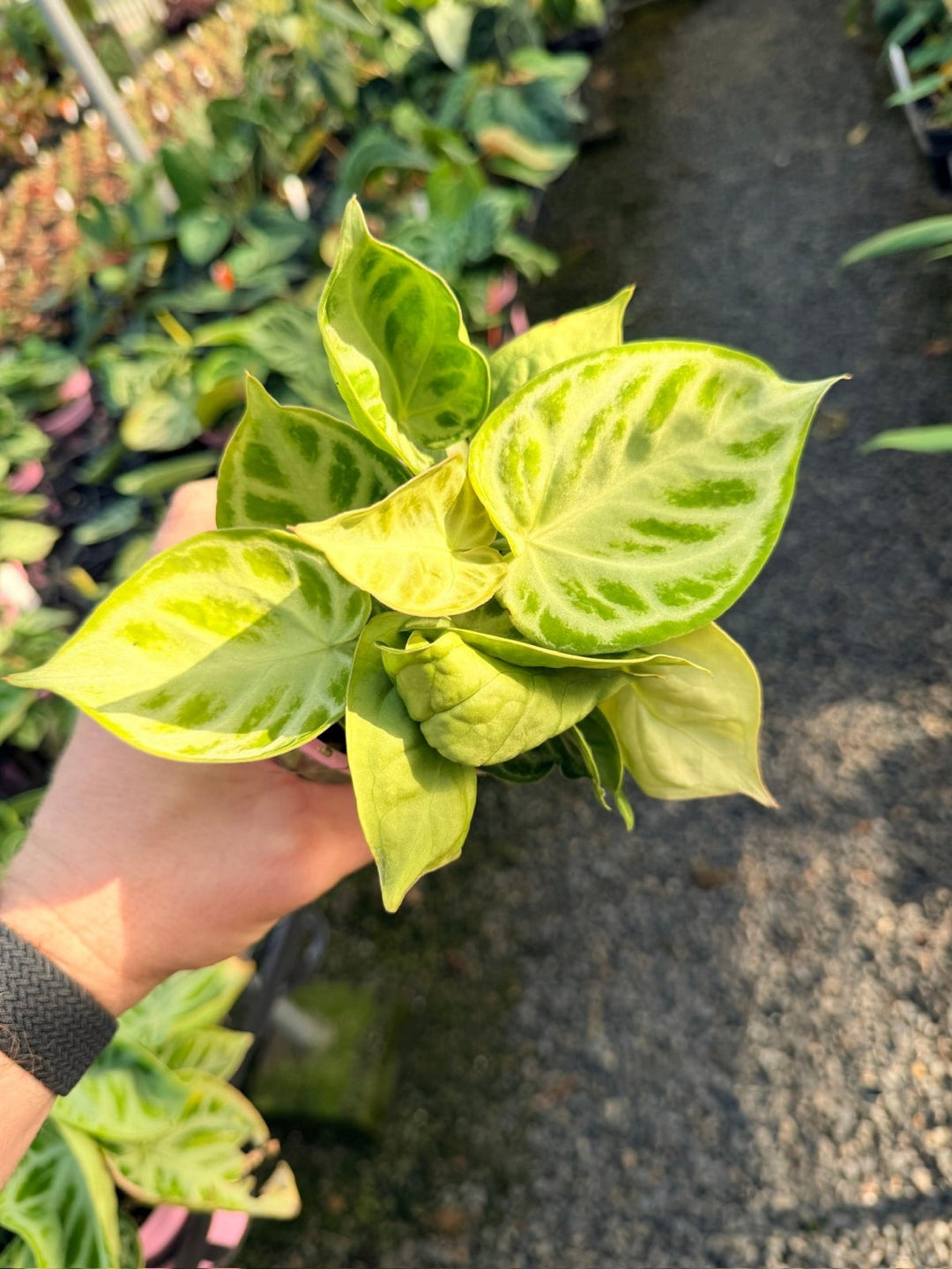 Handpicked 17 - Anthurium Crystallinum Dorayaki - Silver Blush | Uprooted