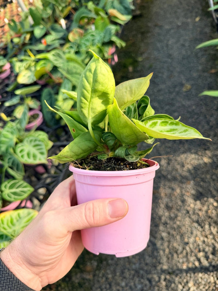 Handpicked 17 - Anthurium Crystallinum Dorayaki - Silver Blush | Uprooted