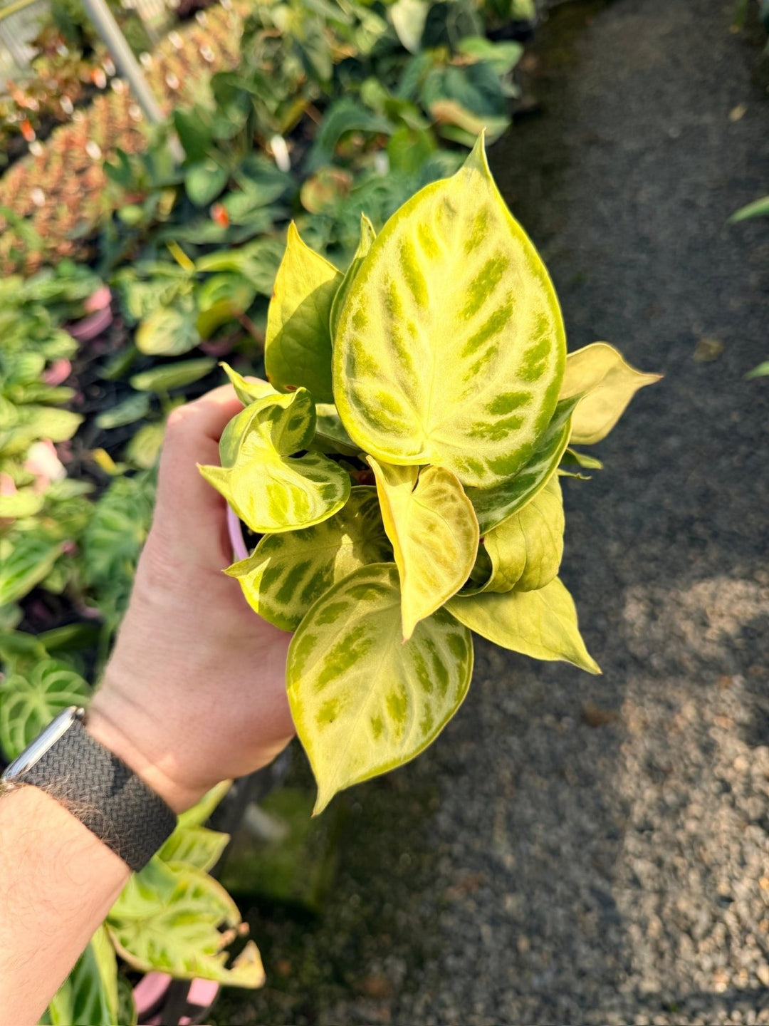 Handpicked 17 - Anthurium Crystallinum Dorayaki - Silver Blush | Uprooted