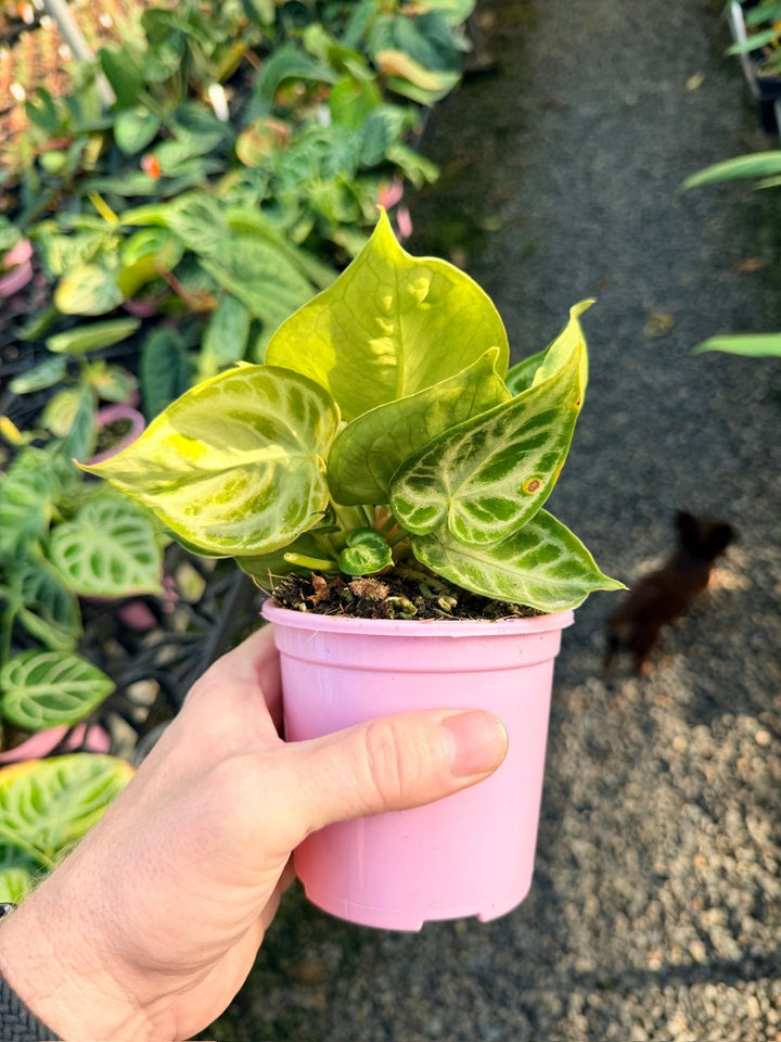 Handpicked 17 - Anthurium Crystallinum Dorayaki - Silver Blush | Uprooted