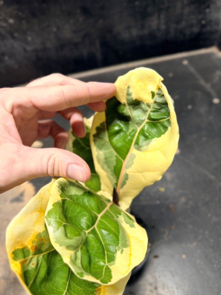 Handpicked 17 - Ficus Lyrata Variegata - 100mm Pot | Uprooted