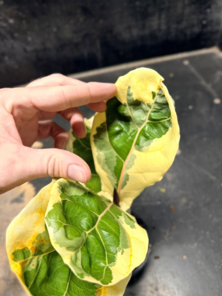 Handpicked 17 - Ficus Lyrata Variegata - 100mm Pot | Uprooted