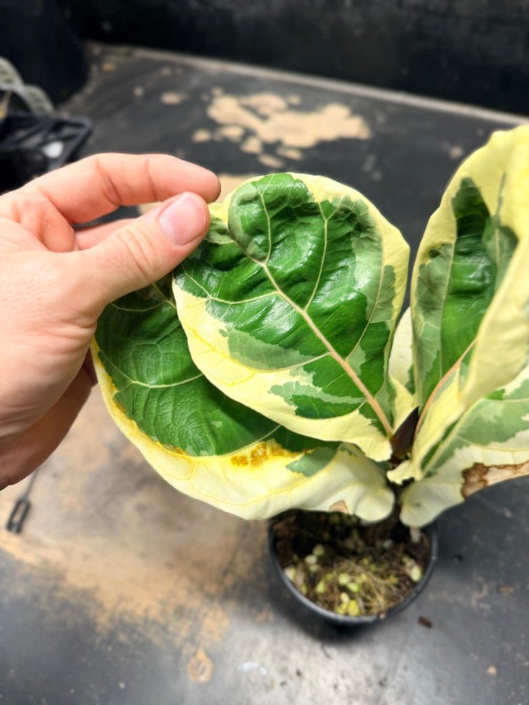 Handpicked 17 - Ficus Lyrata Variegata - 100mm Pot | Uprooted