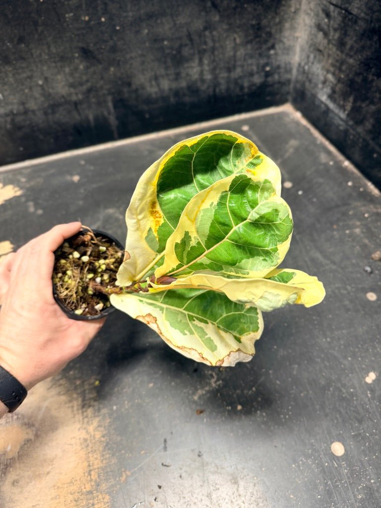 Handpicked 17 - Ficus Lyrata Variegata - 100mm Pot | Uprooted