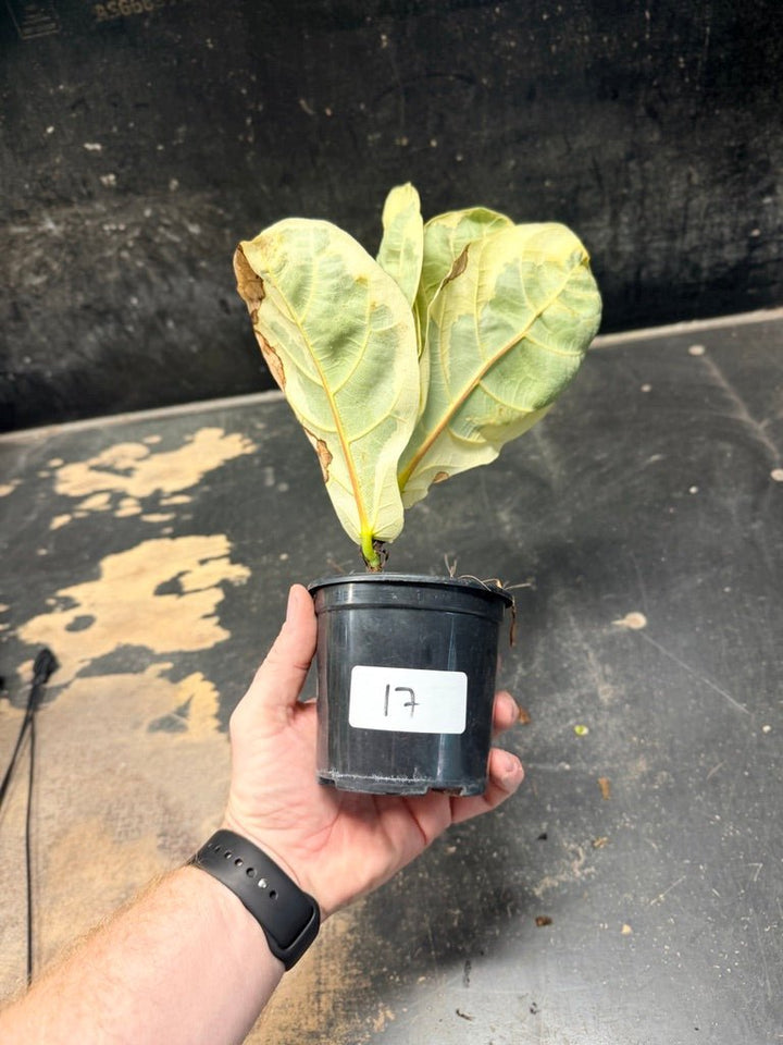 Handpicked 17 - Ficus Lyrata Variegata - 100mm Pot | Uprooted