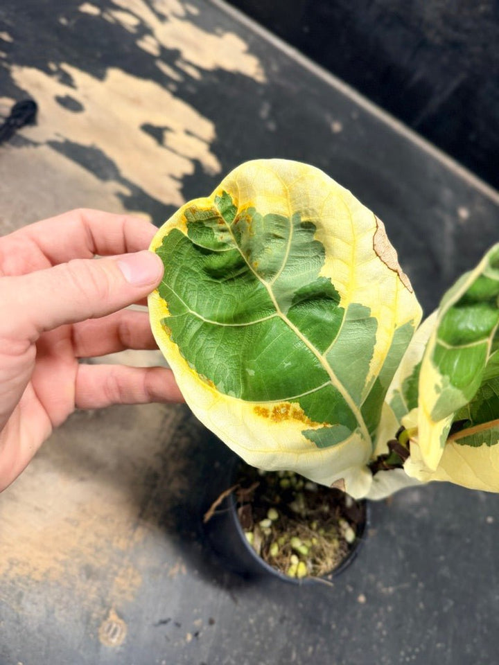 Handpicked 17 - Ficus Lyrata Variegata - 100mm Pot | Uprooted