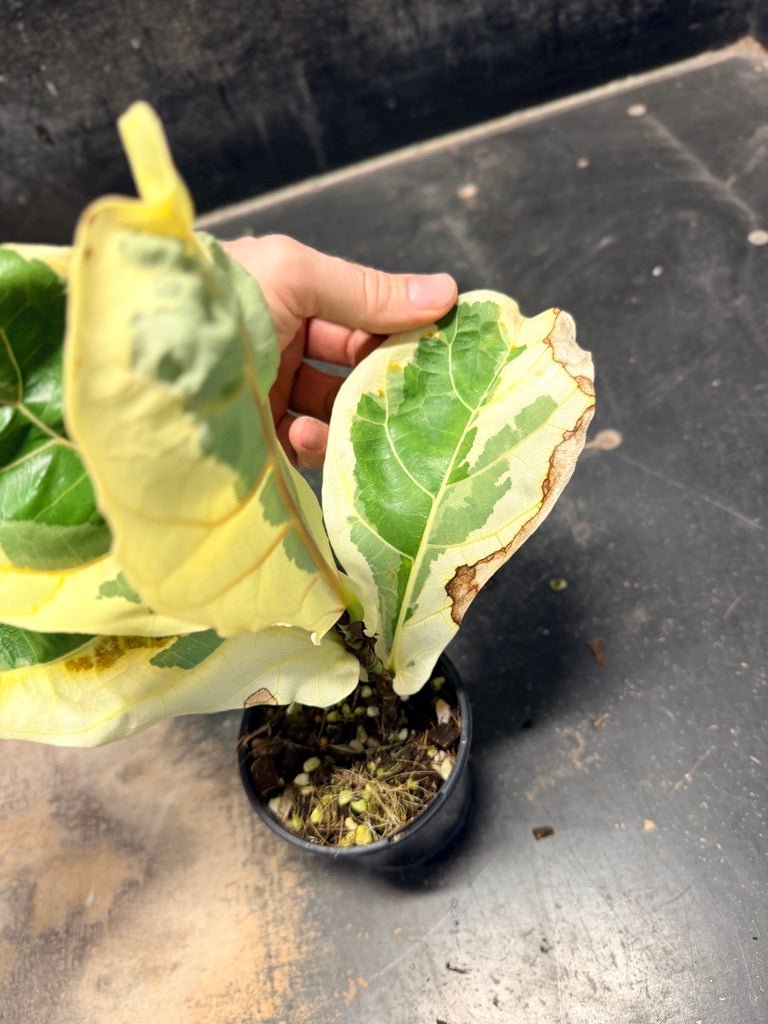Handpicked 17 - Ficus Lyrata Variegata - 100mm Pot | Uprooted