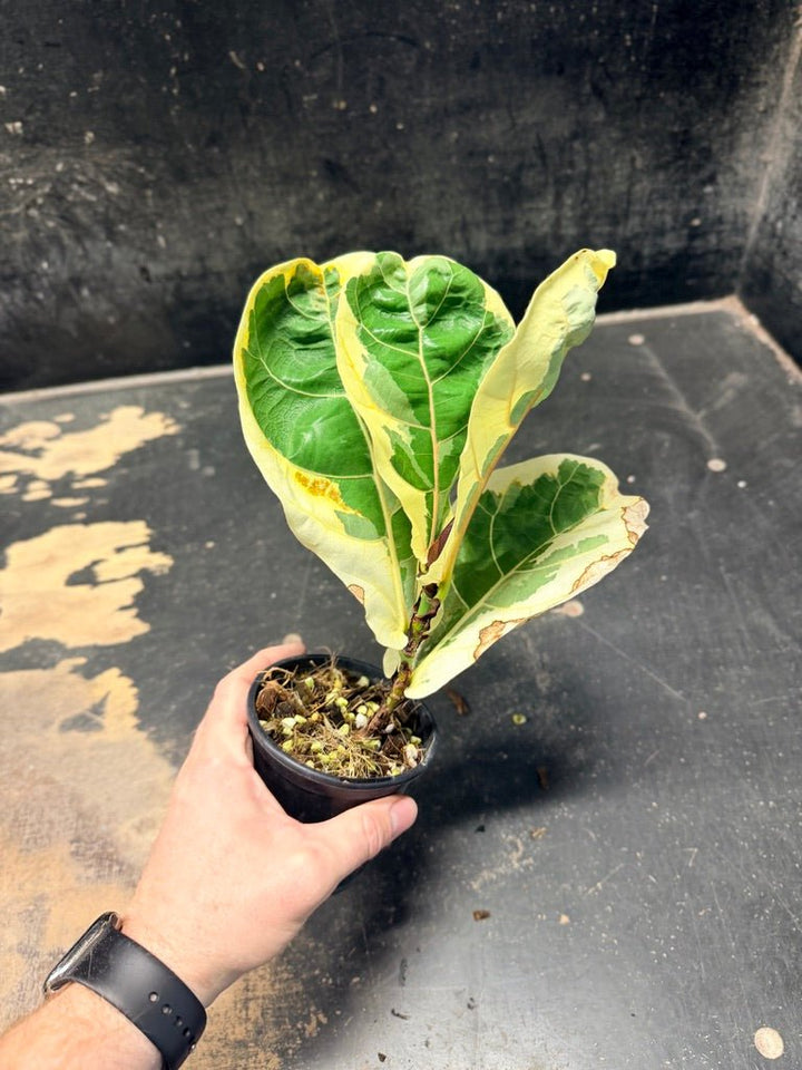 Handpicked 17 - Ficus Lyrata Variegata - 100mm Pot | Uprooted