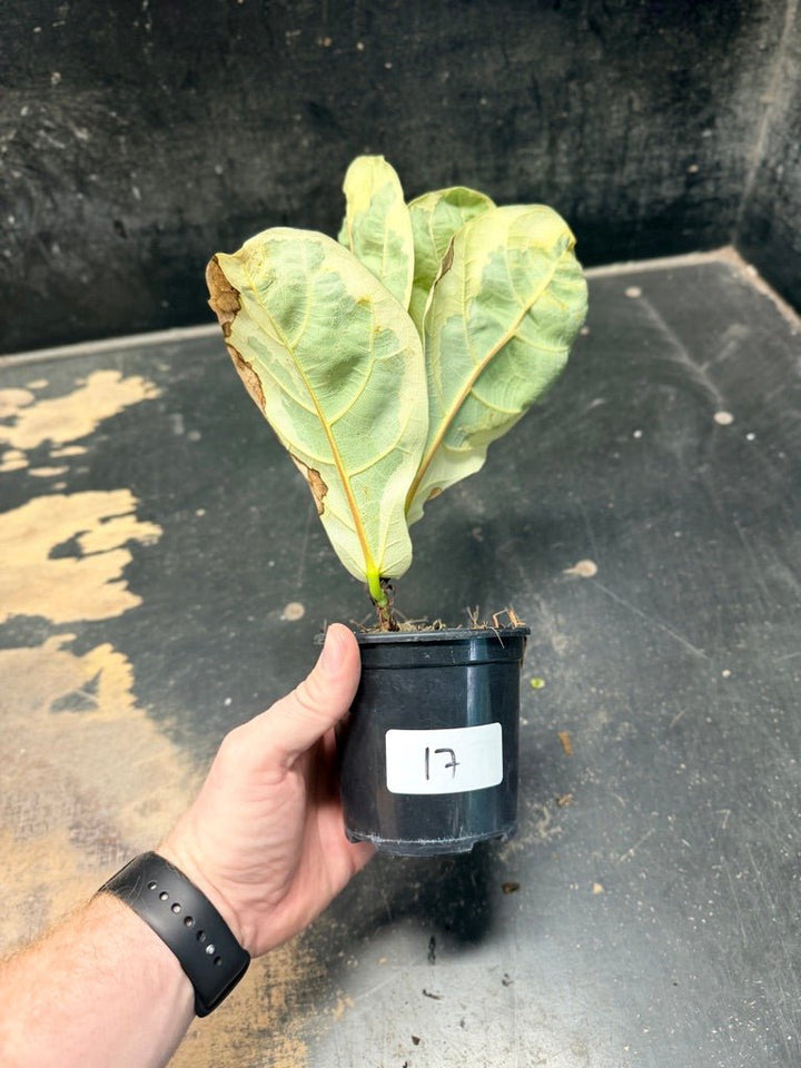 Handpicked 17 - Ficus Lyrata Variegata - 100mm Pot | Uprooted