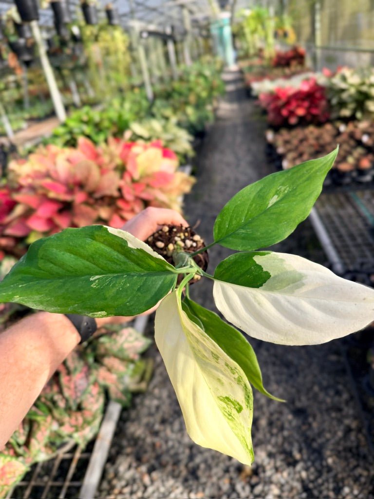 Handpicked 170 - Aglaonema Modestum Variegata | Uprooted