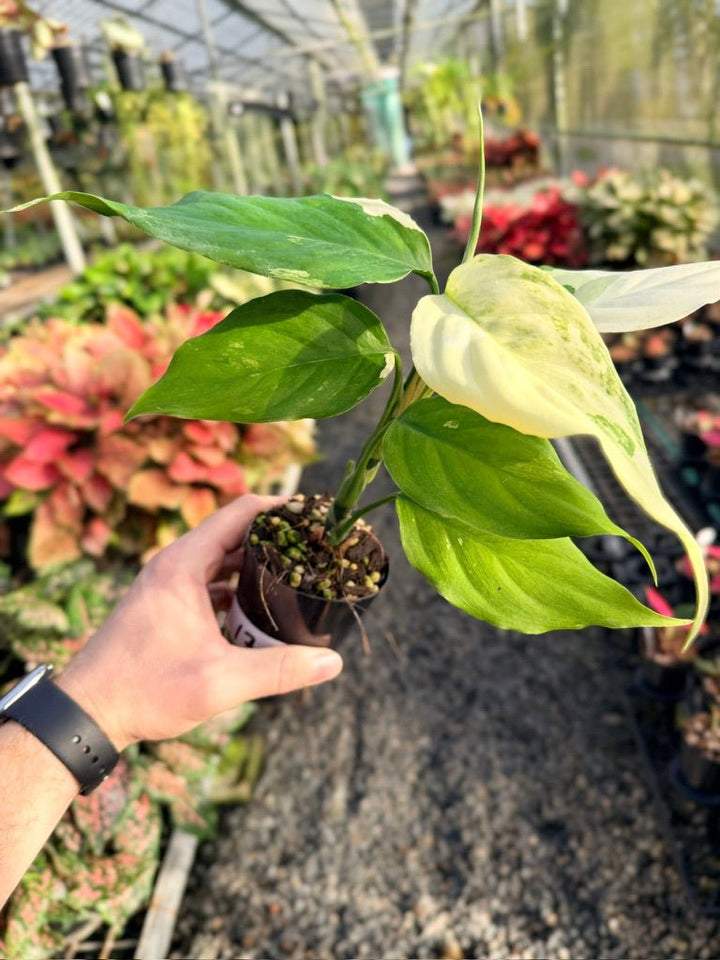 Handpicked 170 - Aglaonema Modestum Variegata | Uprooted
