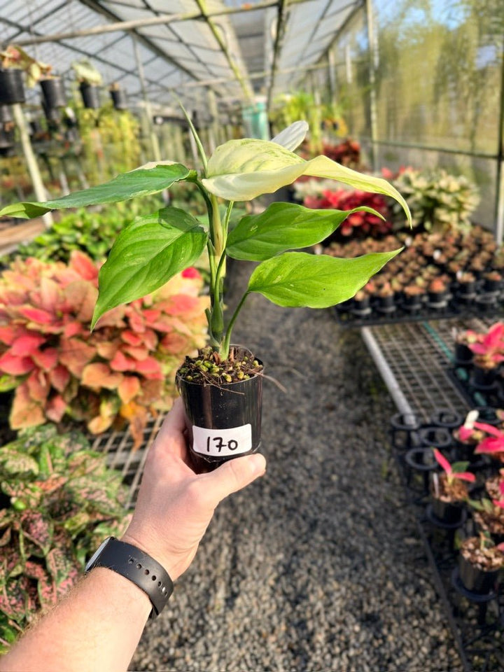 Handpicked 170 - Aglaonema Modestum Variegata | Uprooted