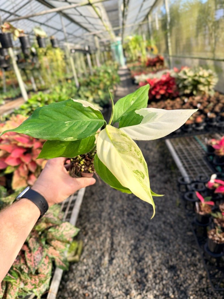 Handpicked 170 - Aglaonema Modestum Variegata | Uprooted