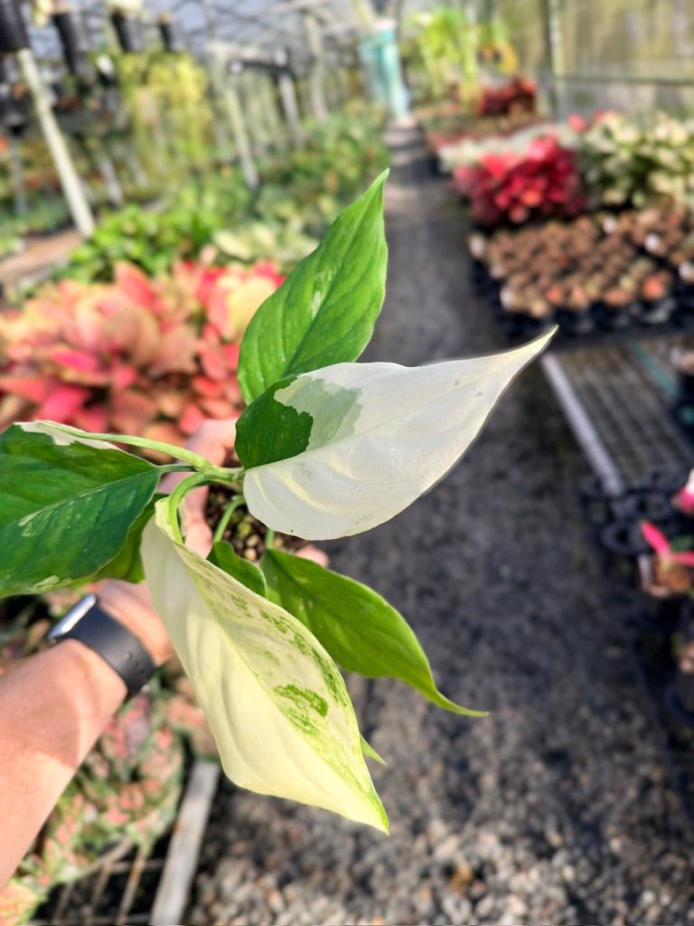 Handpicked 170 - Aglaonema Modestum Variegata | Uprooted