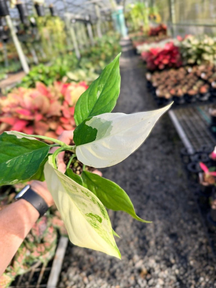 Handpicked 170 - Aglaonema Modestum Variegata | Uprooted
