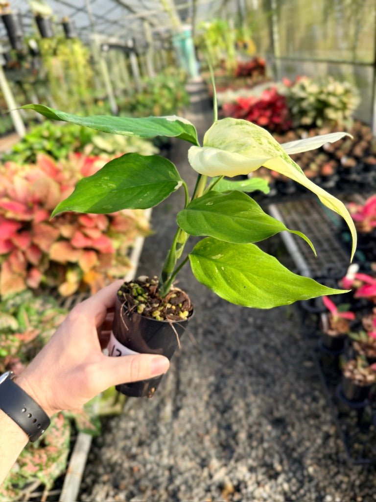 Handpicked 170 - Aglaonema Modestum Variegata | Uprooted