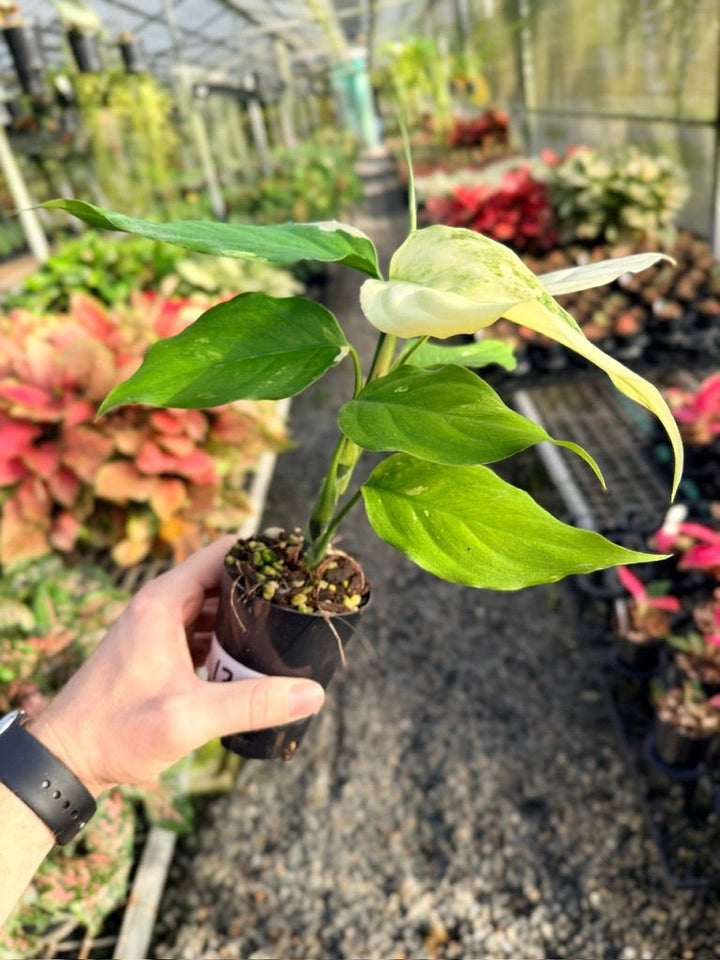 Handpicked 170 - Aglaonema Modestum Variegata | Uprooted