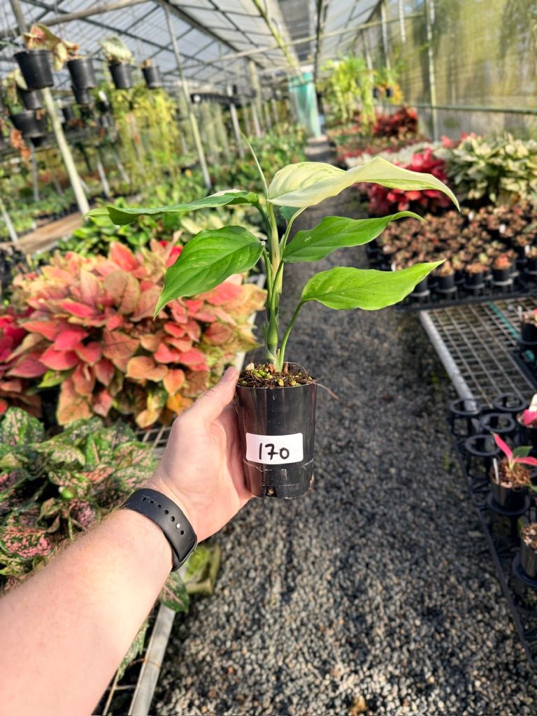 Handpicked 170 - Aglaonema Modestum Variegata | Uprooted