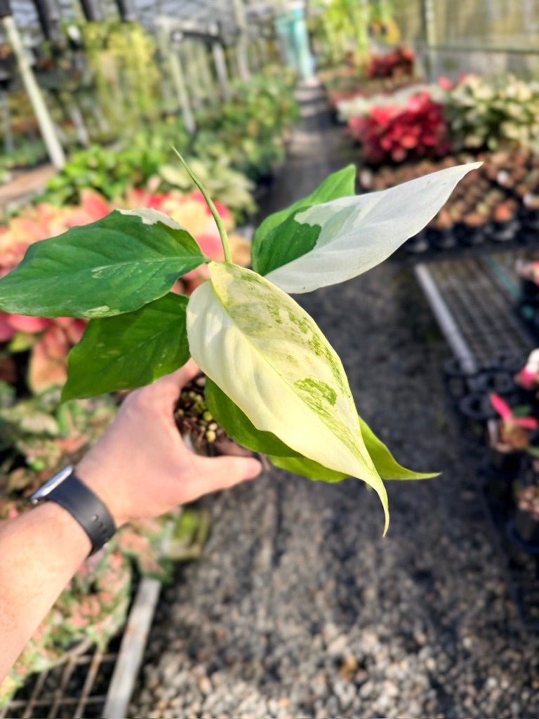 Handpicked 170 - Aglaonema Modestum Variegata | Uprooted