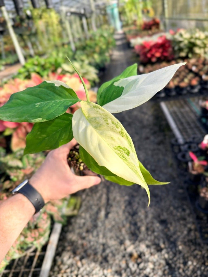Handpicked 170 - Aglaonema Modestum Variegata | Uprooted