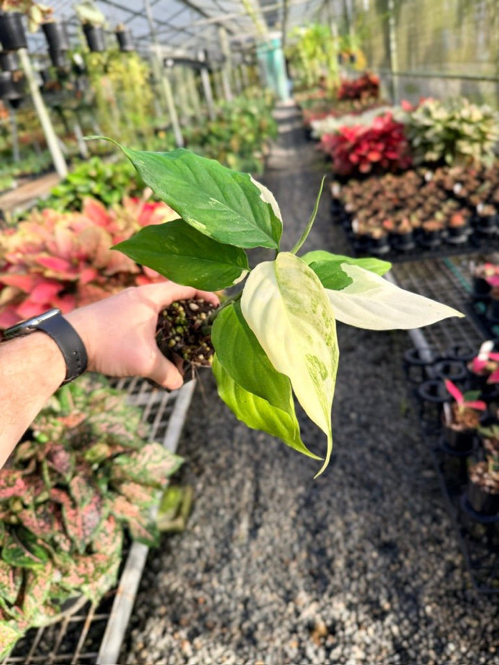 Handpicked 170 - Aglaonema Modestum Variegata | Uprooted