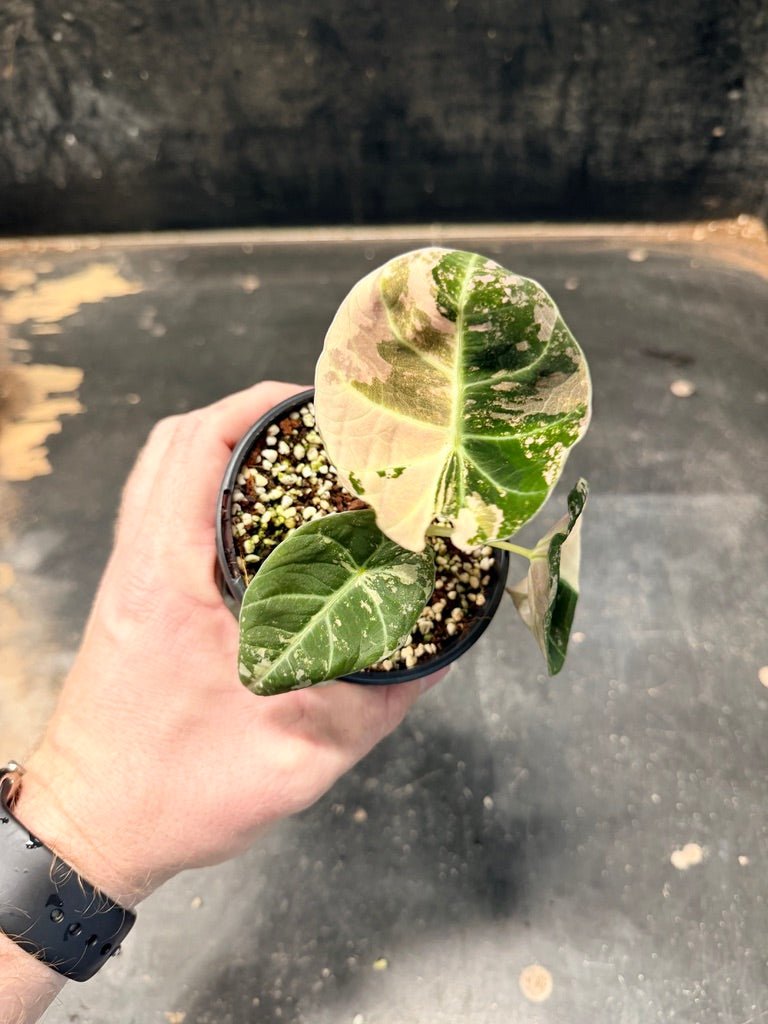 Handpicked 170 - Alocasia Reginula - Black Velvet Variegata | Uprooted