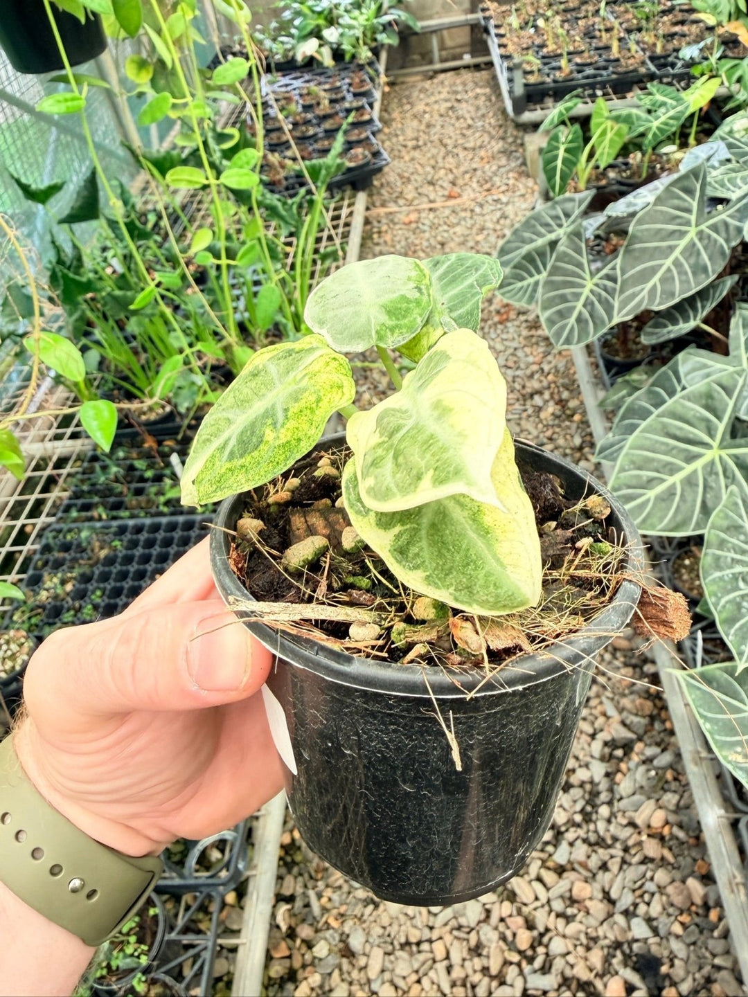 Handpicked 170 - Alocasia Reginula - Ninja Variegated | Uprooted