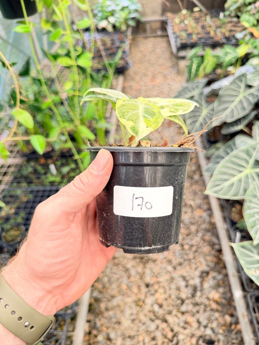 Handpicked 170 - Alocasia Reginula - Ninja Variegated | Uprooted