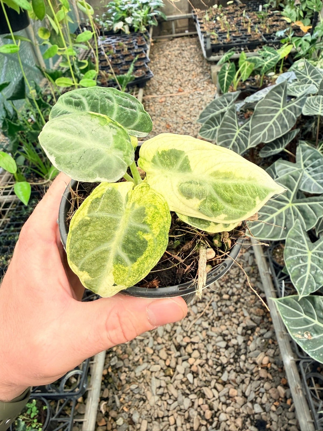 Handpicked 170 - Alocasia Reginula - Ninja Variegated | Uprooted