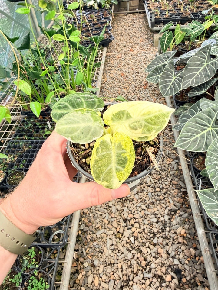 Handpicked 170 - Alocasia Reginula - Ninja Variegated | Uprooted