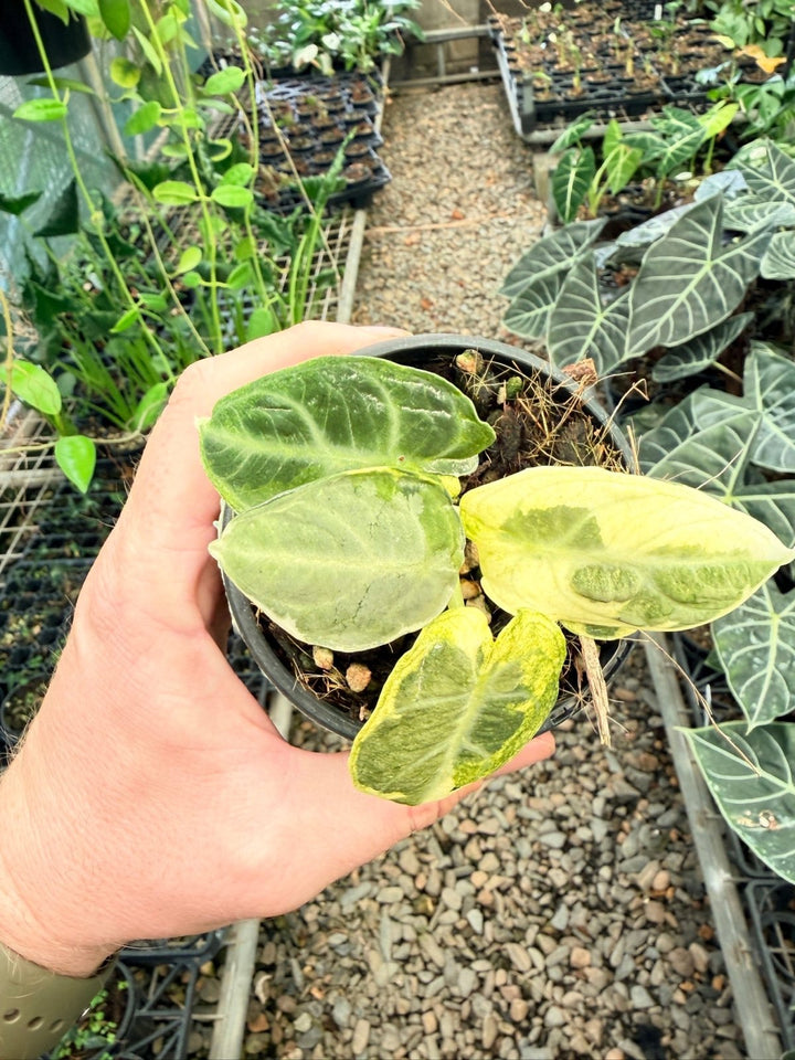 Handpicked 170 - Alocasia Reginula - Ninja Variegated | Uprooted