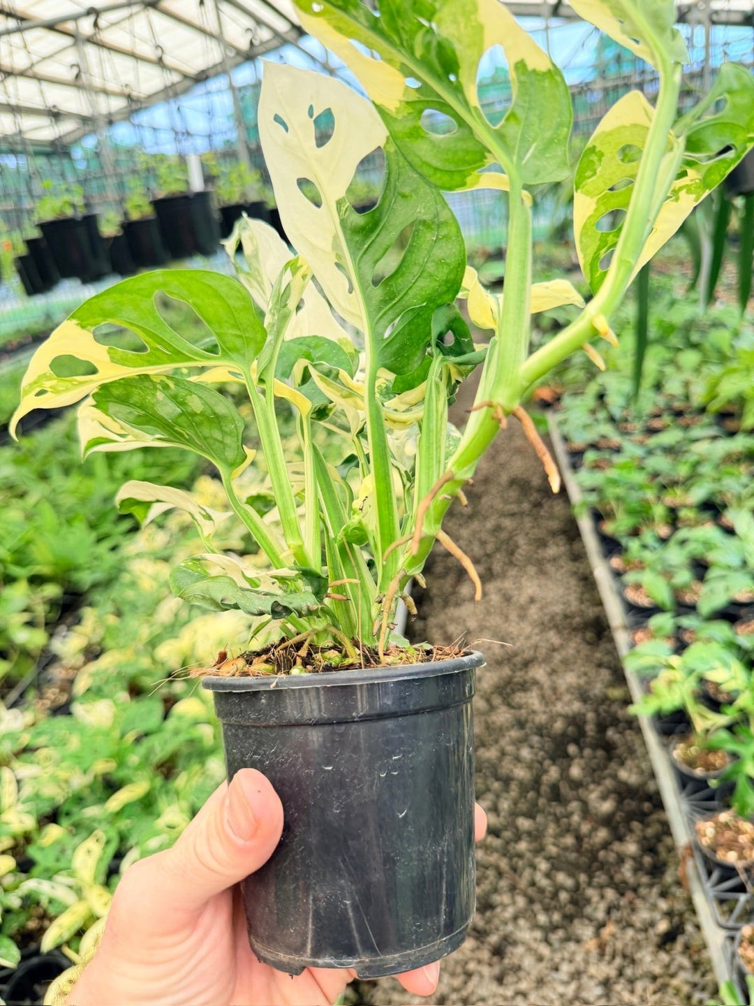 Handpicked 171 - Monstera Adansonii - Monkey Mask - Variegated Albo - Double Planted | Uprooted