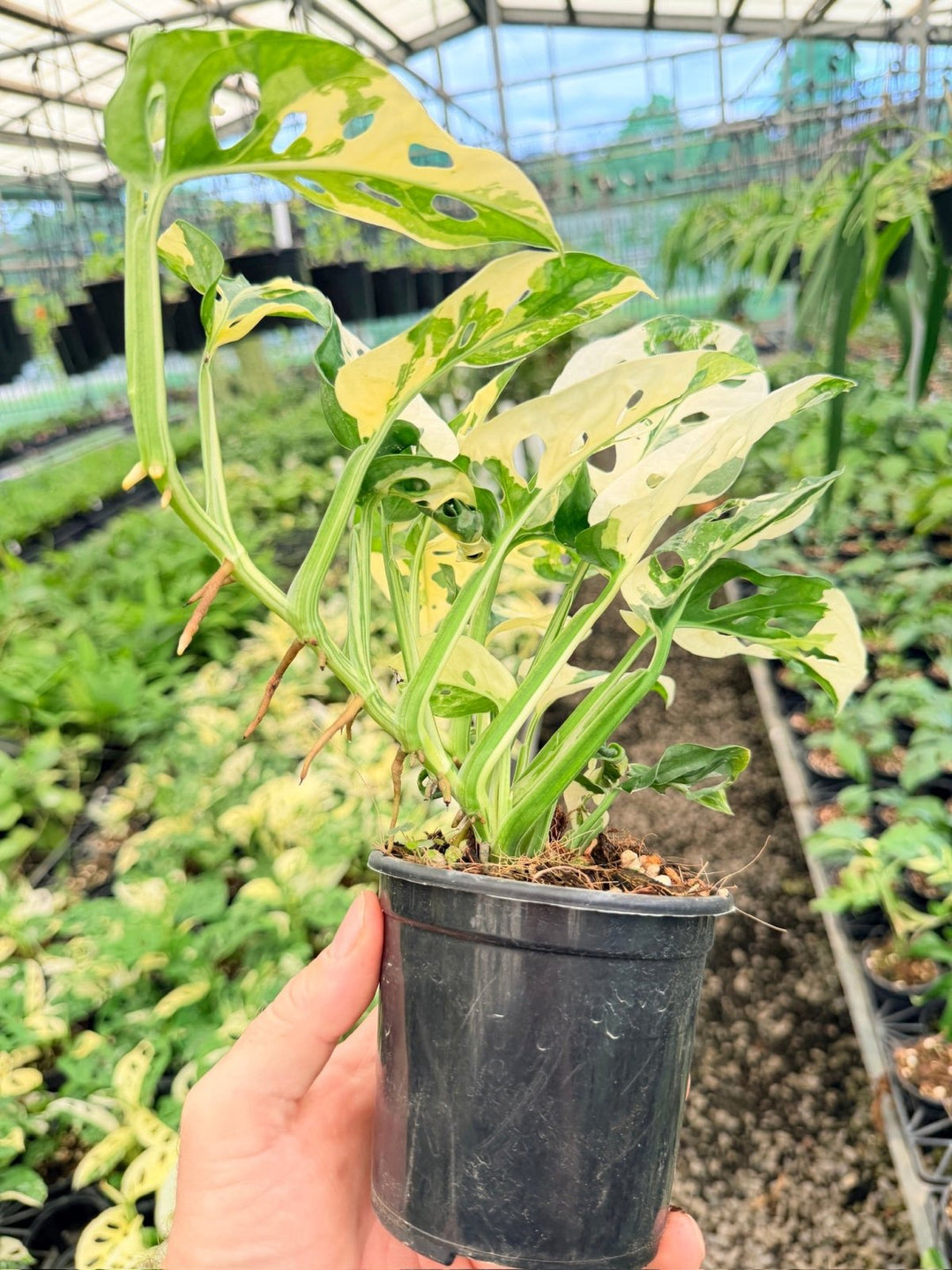 Handpicked 171 - Monstera Adansonii - Monkey Mask - Variegated Albo - Double Planted | Uprooted
