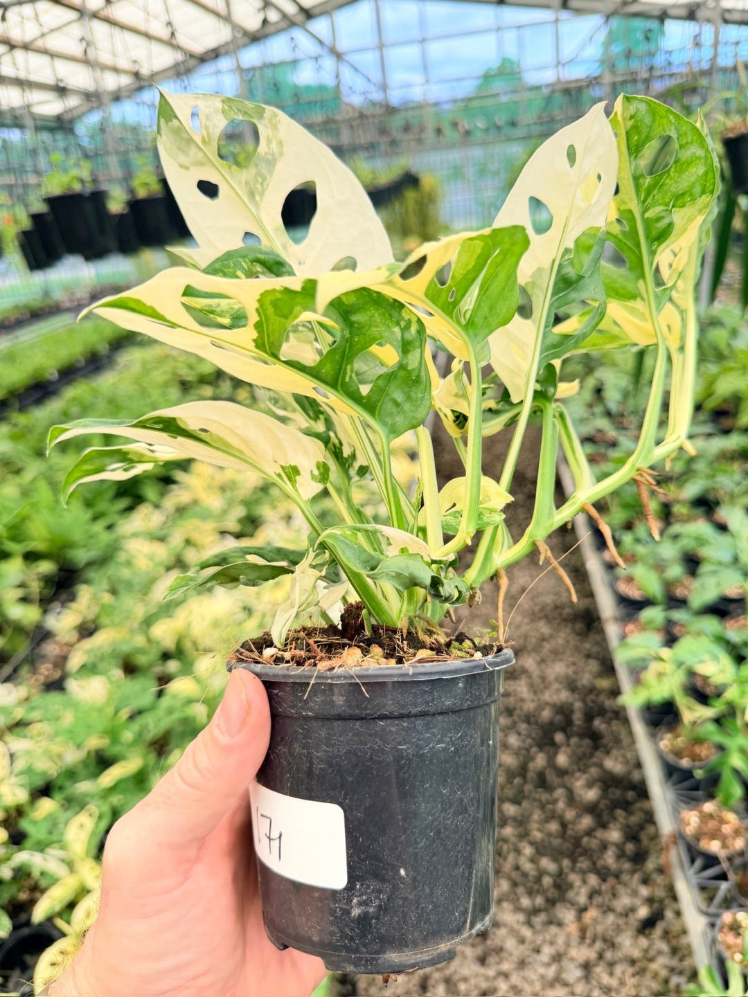 Handpicked 171 - Monstera Adansonii - Monkey Mask - Variegated Albo - Double Planted | Uprooted