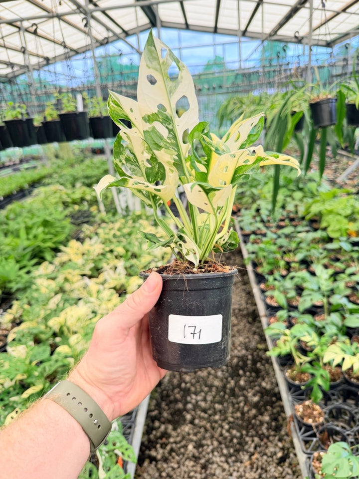 Handpicked 171 - Monstera Adansonii - Monkey Mask - Variegated Albo - Double Planted | Uprooted