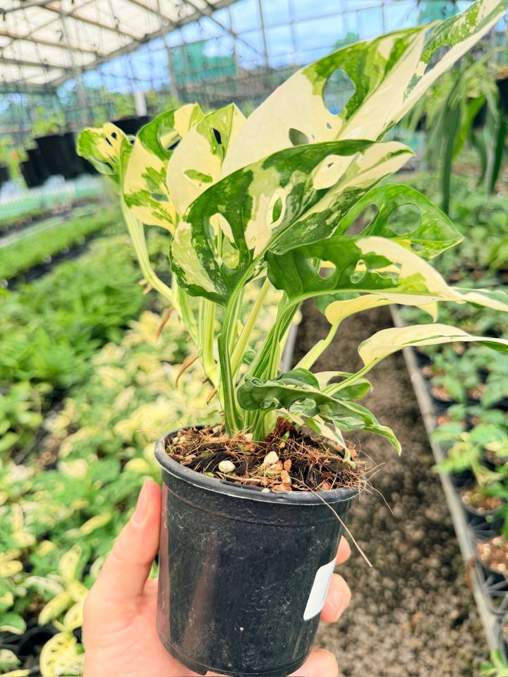 Handpicked 171 - Monstera Adansonii - Monkey Mask - Variegated Albo - Double Planted | Uprooted