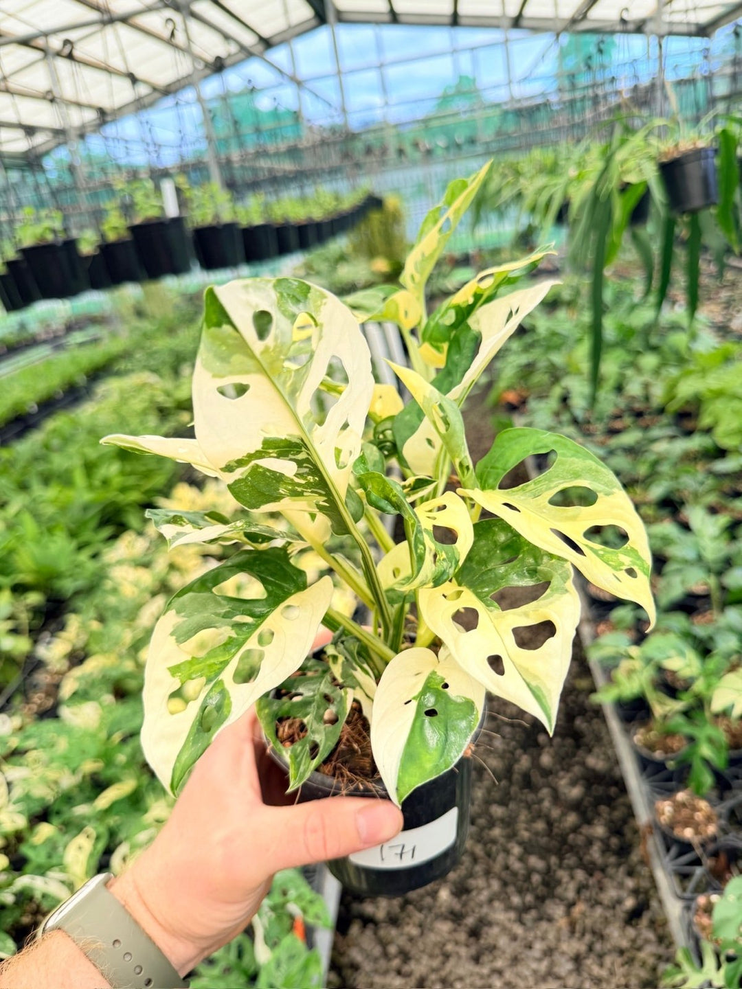 Handpicked 171 - Monstera Adansonii - Monkey Mask - Variegated Albo - Double Planted | Uprooted