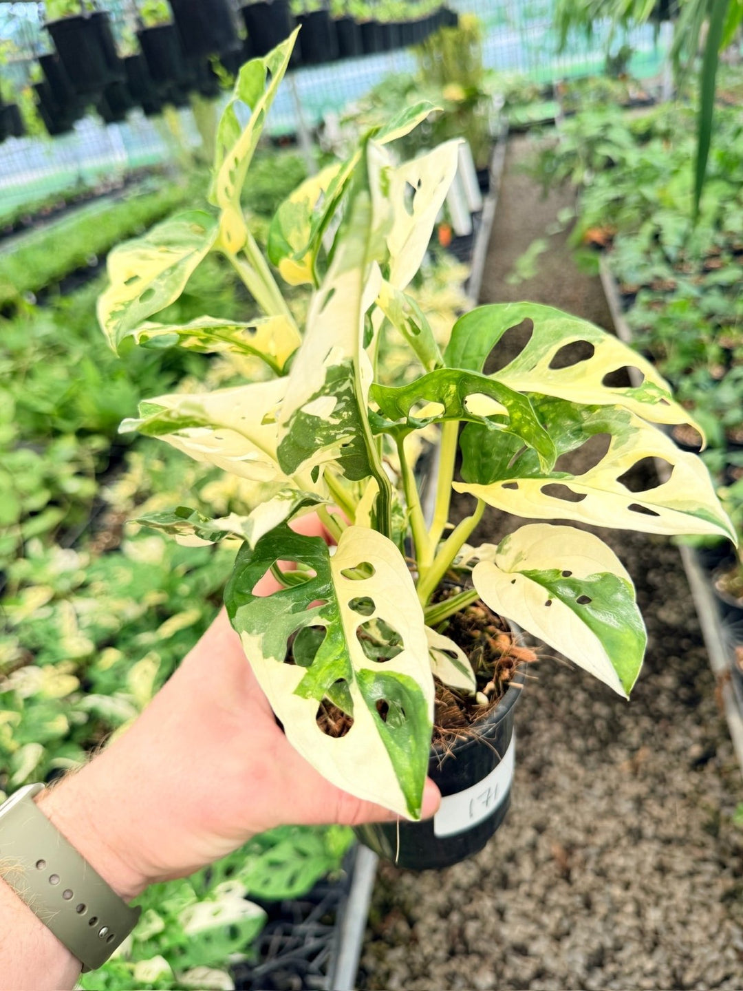 Handpicked 171 - Monstera Adansonii - Monkey Mask - Variegated Albo - Double Planted | Uprooted