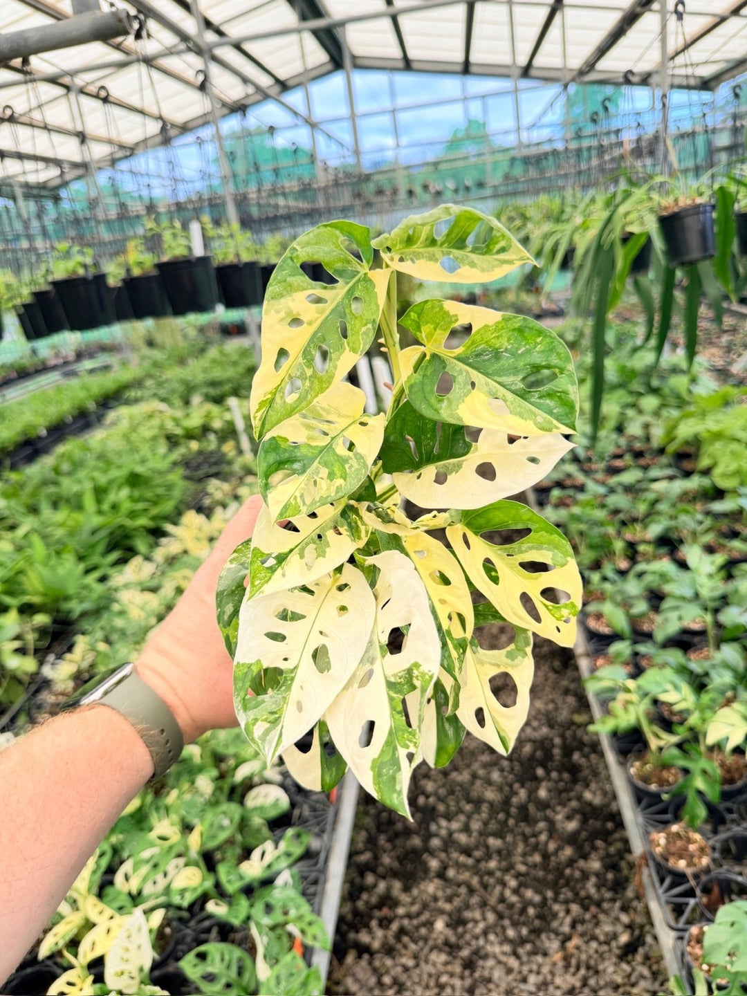 Handpicked 171 - Monstera Adansonii - Monkey Mask - Variegated Albo - Double Planted | Uprooted