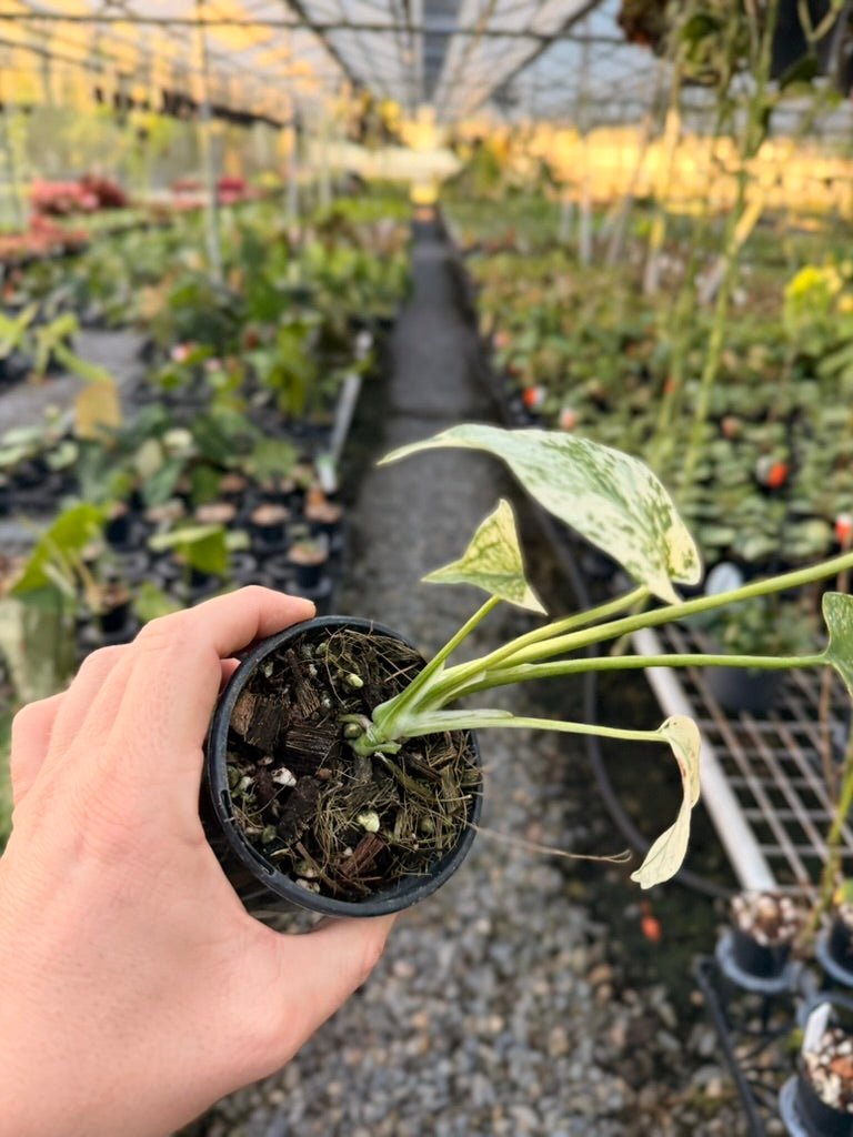 Handpicked 171 - Monstera Deliciosa Mint | Uprooted