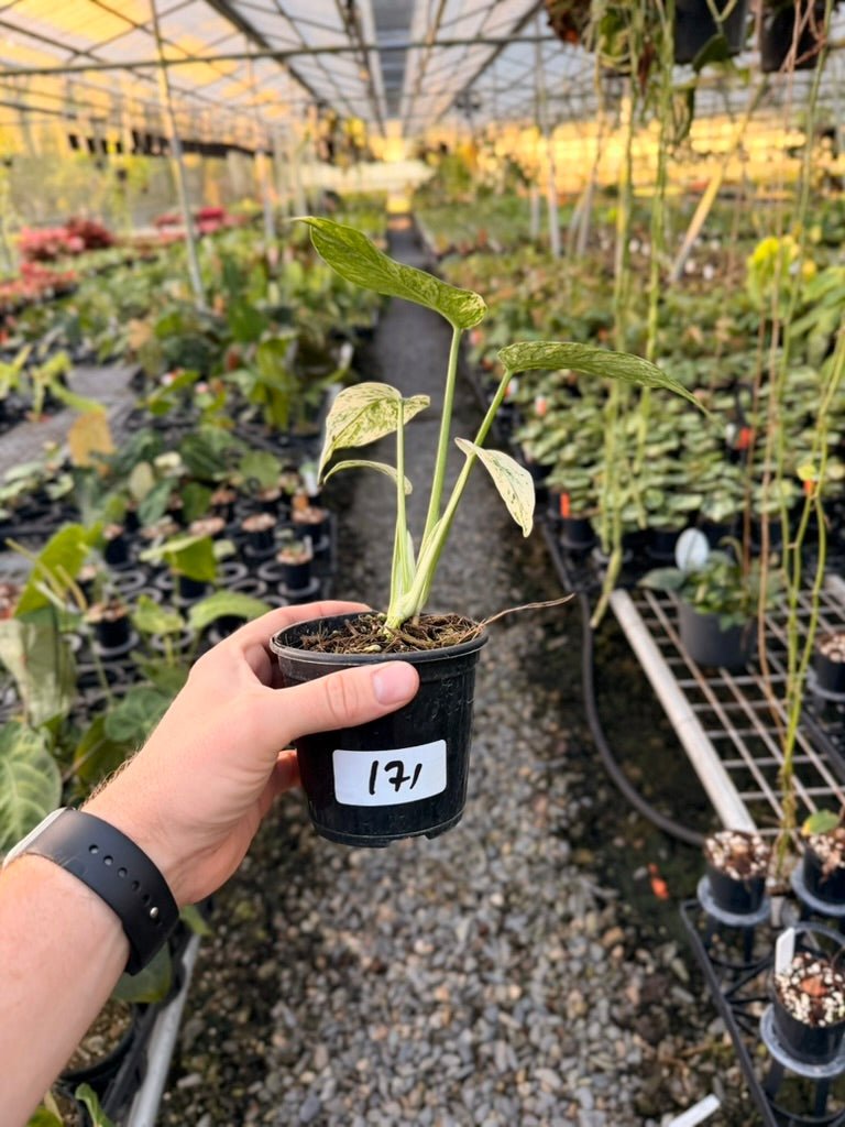 Handpicked 171 - Monstera Deliciosa Mint | Uprooted