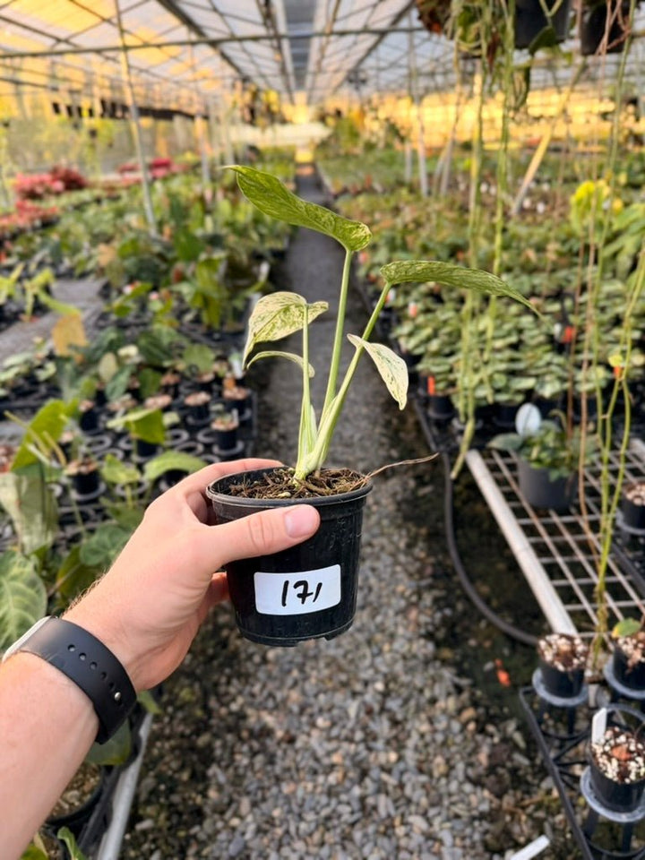 Handpicked 171 - Monstera Deliciosa Mint | Uprooted