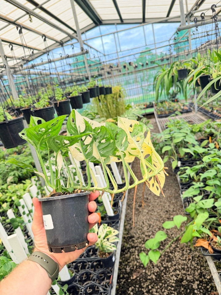 Handpicked 172 - Monstera Adansonii - Monkey Mask - Variegated Albo | Uprooted