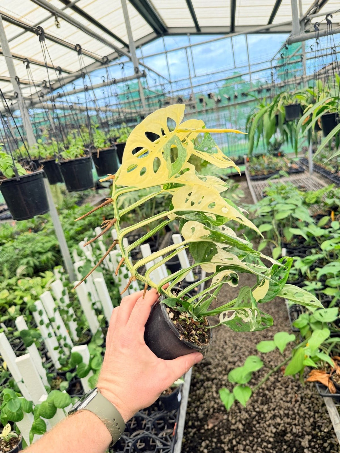 Handpicked 172 - Monstera Adansonii - Monkey Mask - Variegated Albo | Uprooted