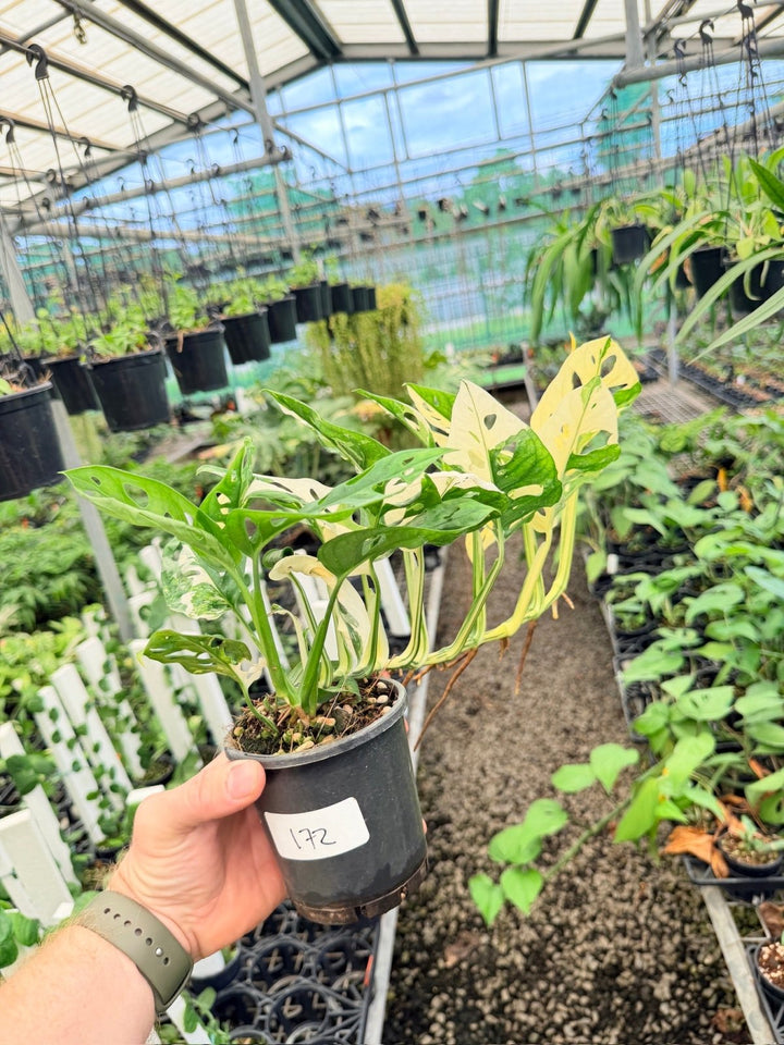 Handpicked 172 - Monstera Adansonii - Monkey Mask - Variegated Albo | Uprooted
