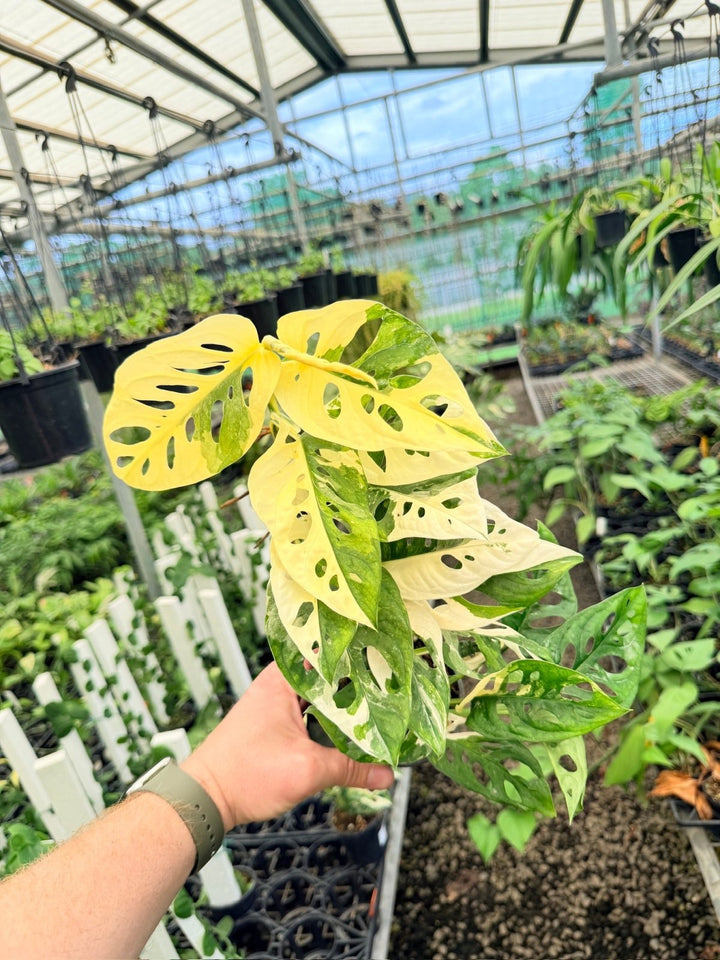 Handpicked 172 - Monstera Adansonii - Monkey Mask - Variegated Albo | Uprooted
