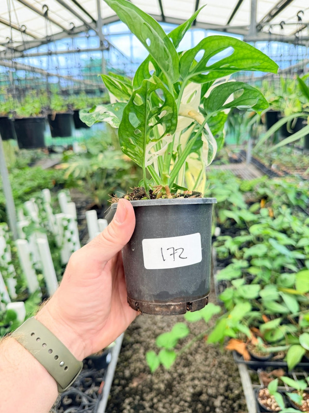 Handpicked 172 - Monstera Adansonii - Monkey Mask - Variegated Albo | Uprooted