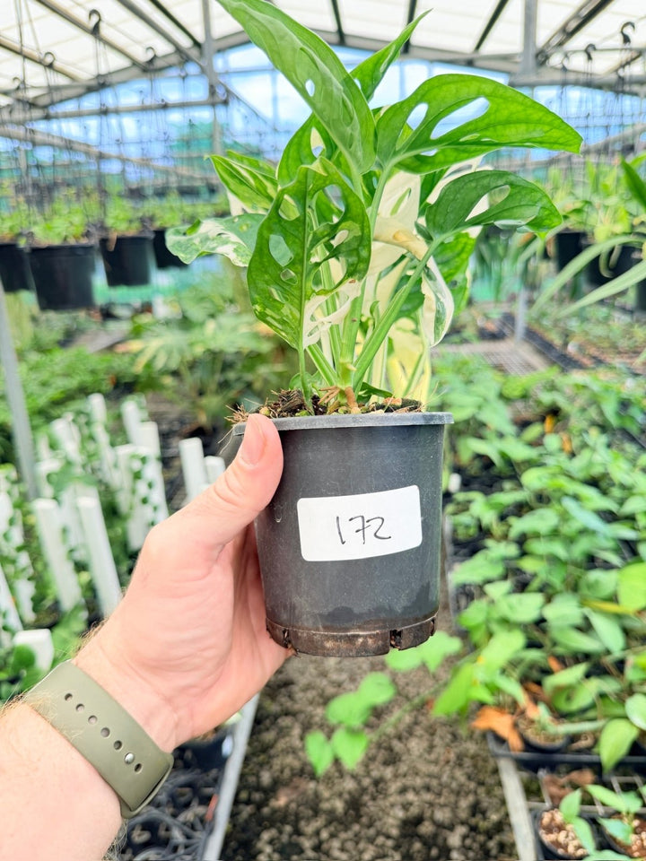 Handpicked 172 - Monstera Adansonii - Monkey Mask - Variegated Albo | Uprooted